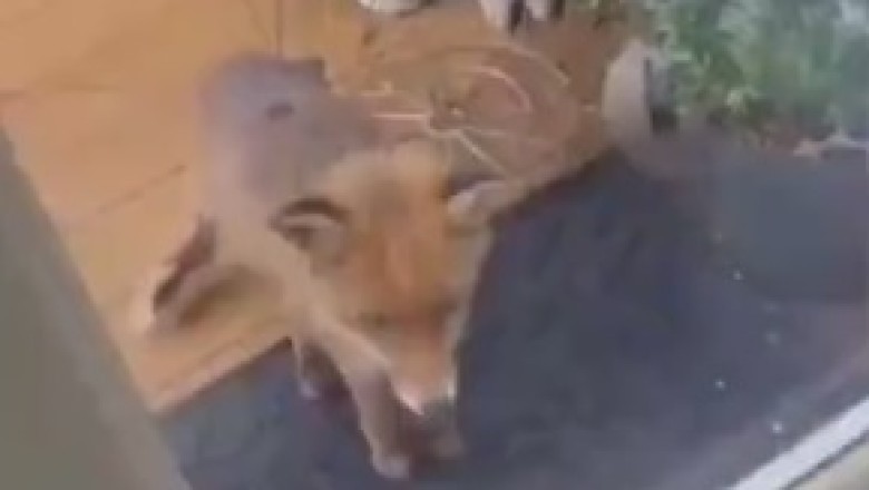 Foxy Intruders: When Foxy Friends Turn a House Upside Down!