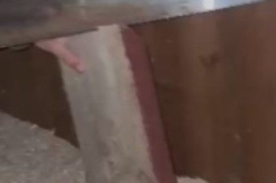 Galloping Glow: The Hilarious Equine Disco Party!