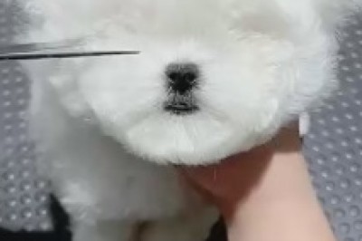 Hair Havoc: When a Purr-fectly Cute Kitty Takes Over the Hair Salon!