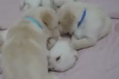 Heartwarming Video: Adorable Dog Takes Care of Her Cute Puppies!