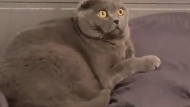 Hilarious Cat Captivated by Ceiling Cat!