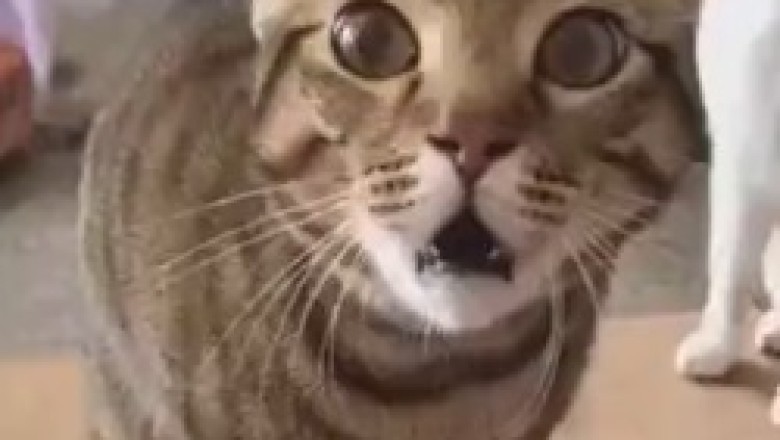 Hilarious Cat Screams Compilation – Prepare for Earsplitting Laughter!