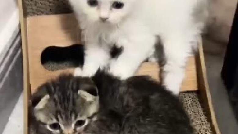 Hilarious Cat Slap Battle - You Won't Believe Who Comes Out Victorious!