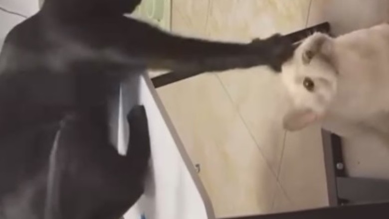 Hilarious Dogs and Cats Embark on Outrageous Adventures – Brace Yourself for Non-Stop Laughter!