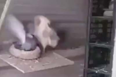 Hilarious Feathery Brawl: Unlikely Battle Between a Rooster and a Male Pigeon