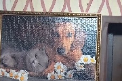 Hilarious Hound: The Leggy Wonder!