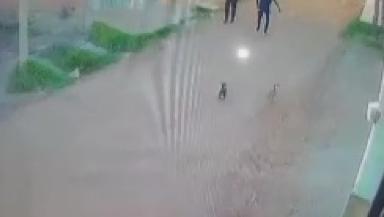 Hilarious Mayhem Unleashed: Three Dogs vs. Two Young Men!