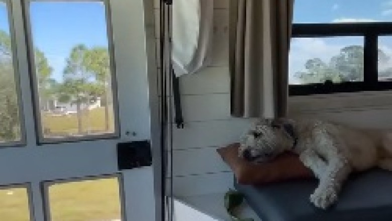 Hilarious Ride Along: When Man's Best Friend Becomes the Road Trip Co-Pilot!