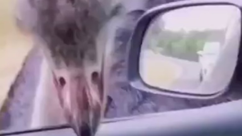 Ostrich Road Rage: When Feathers Fly!