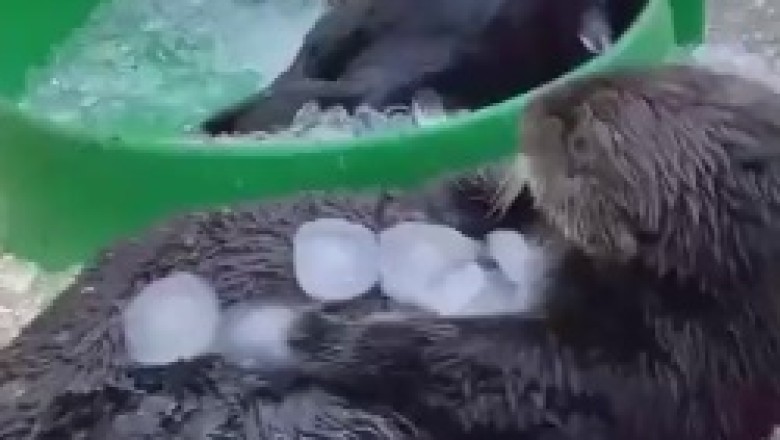 Otterly Ridiculous: Hilarious Otters Take a Chilly Plunge!
