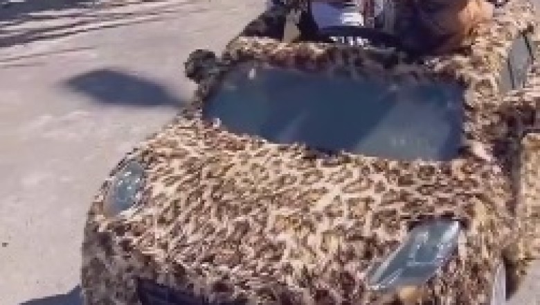 Paws on the Wheel: Hilarious Canine Adventure Behind the Wheel!