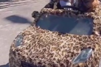 Paws on the Wheel: Hilarious Canine Adventure Behind the Wheel!