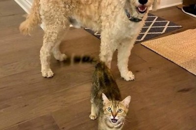 Pawsitively Adorable: The Unlikely Duo - Dog Takes Tiny Sidekick on Epic Adventures!