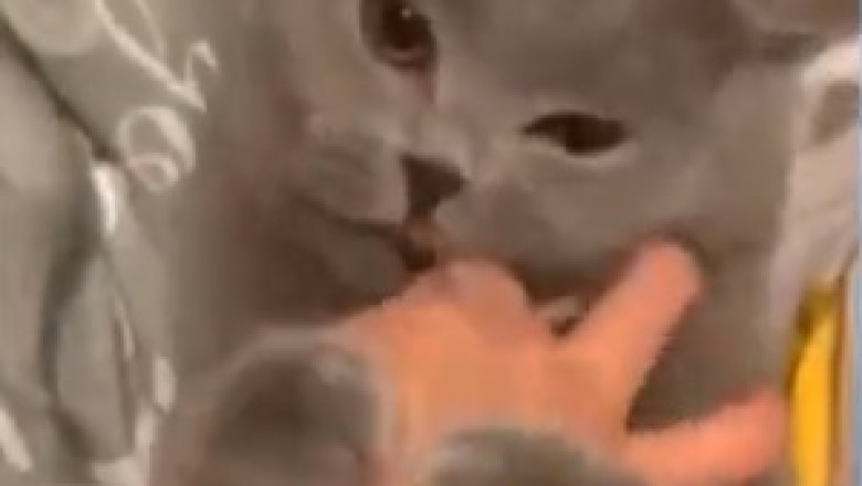 Prepare to Be Captivated by the Most Beautiful Pet Video Clips That Will Melt Your Heart!