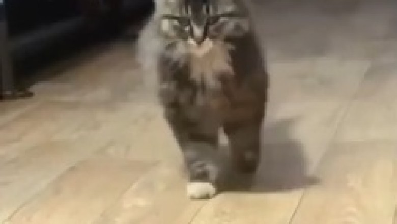 Purr-fectly Fashionable: The Cat Fashion Show Catastrophe - Where Style Meets Shenanigans!