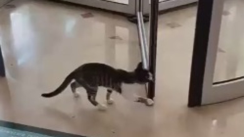 Purr-plexed Paws: A Cat's Hilarious Encounter with a Revolving Door Fiasco at the Mall!