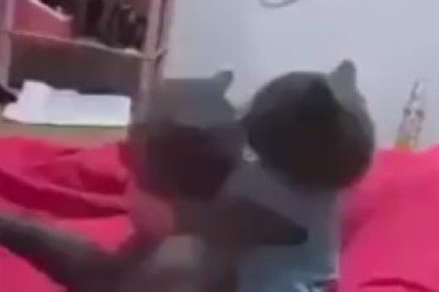 Purrfect Love: Adorable Cat Kisses!