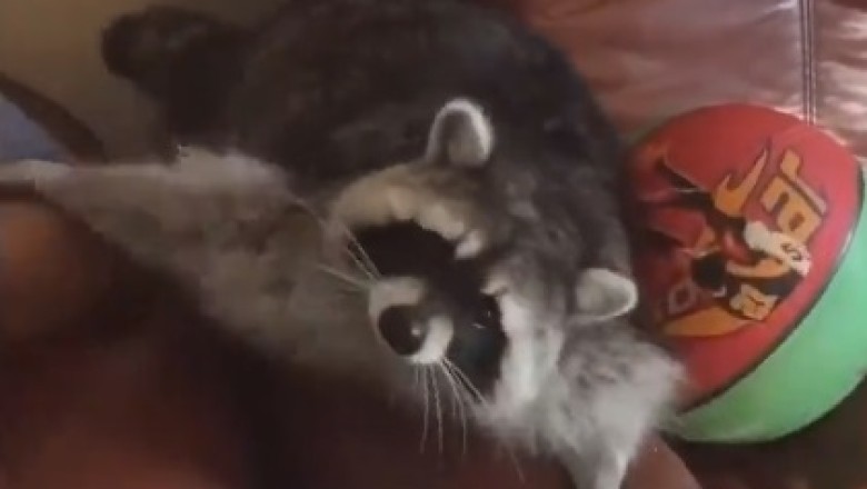 Raccoon Riot: Unleashing the Furry Funnymakers and Their Side-Splitting Shenanigans!