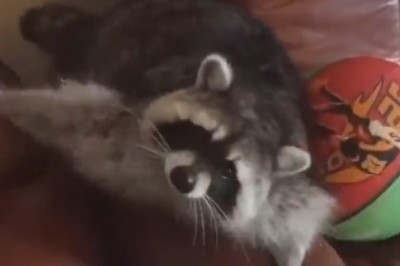 Raccoon Riot: Unleashing the Furry Funnymakers and Their Side-Splitting Shenanigans!