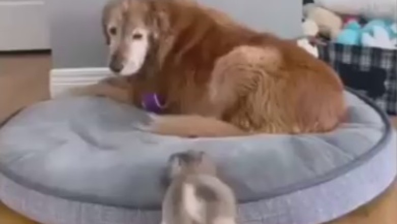 Size Doesn't Matter: Hilarious Shenanigans of a Small Dog and a Big Dog