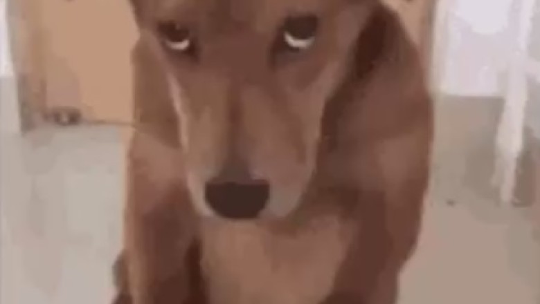 Smarty Paws Unleashed: The Hilarious Exploits of a Clever Canine!