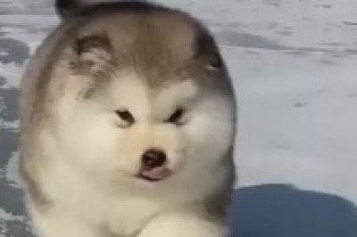 Snowy Shenanigans: A Dog's Hilarious Snow Walk!