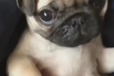 The Adorable Chauffeur: A Small Dog Takes the Driver's Seat!