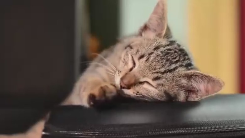 The CatIGoty: When a Kitty Discovers the Ultimate Luxury - a Computer Wallet!