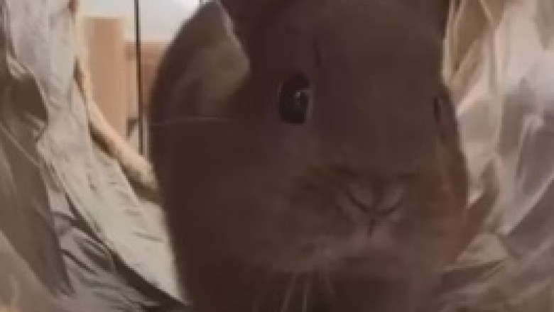 The Comically Cute Adventures of a Hilarious Bunny