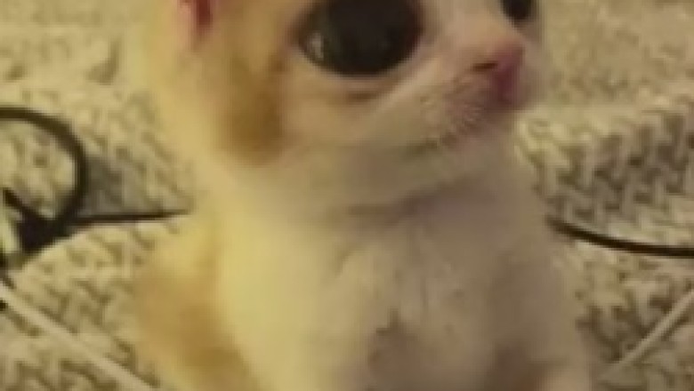 The Hilarious Adventures of a Beautiful Small Cat