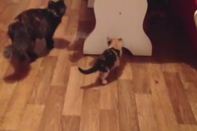 The Mismatched Duo: When a Small Cat Meets a Big Cat, Hilarity Ensues!