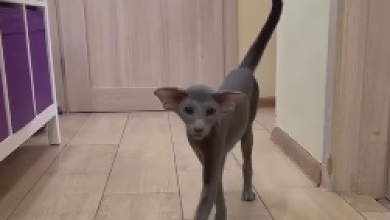 The Most Extraordinary Cat You've Ever Seen – Prepare for a Feline Adventure!