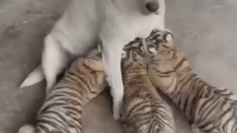 The Pawsitively Wacky Chronicles: Unleash the Laughter as Three Tigers Seek Unexpected Nourishment from a Lactating Lady of a Different Kind!"