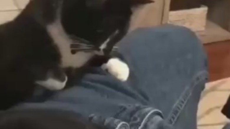 The Unfortunate Encounter: When a Cat Strikes Unexpectedly!