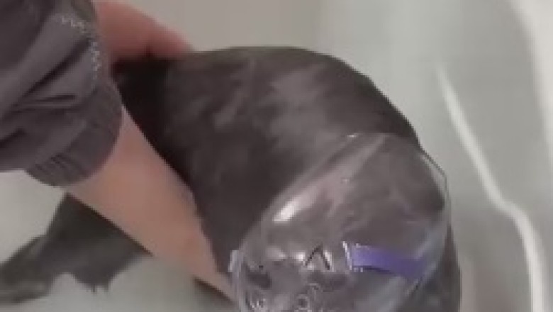 The Unlikely Aquatic Adventures of Mr. Whiskers: A Hilarious Bath Time Saga of a Cat Wearing Outrageously Odd Outfits!"