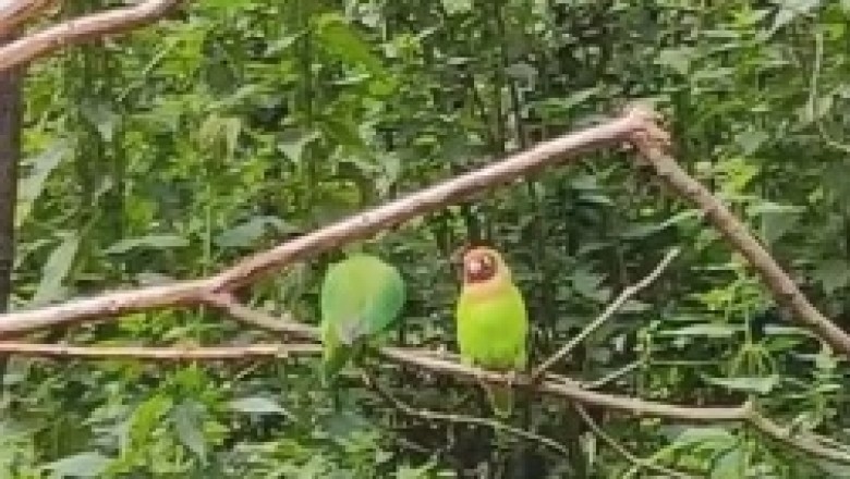 Treetop Tango: An Avian Extravaganza of Feathered Rhythm and Hilarious Dance Moves!
