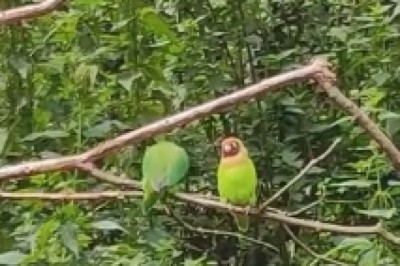 Treetop Tango: An Avian Extravaganza of Feathered Rhythm and Hilarious Dance Moves!