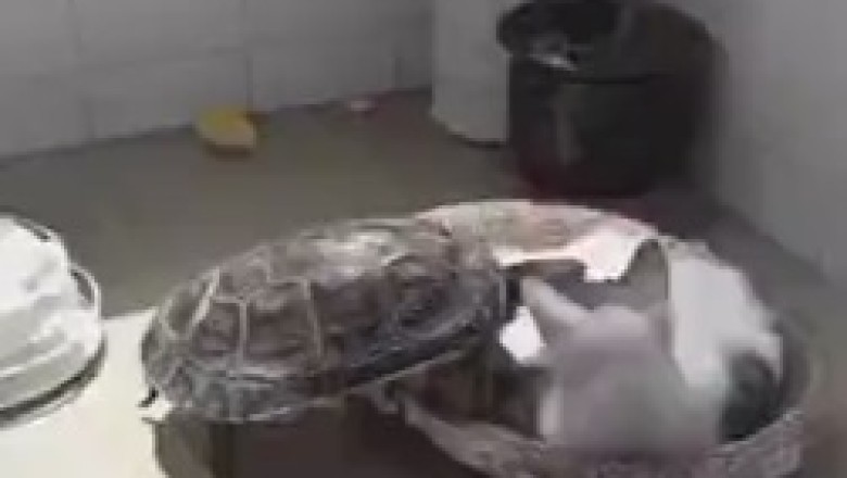 Turtle Troubles: Battle for the Comfiest Spot!