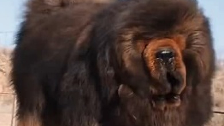 Unlikely Best Friends: Heartwarming Bond Between a Dog and a Monkey!