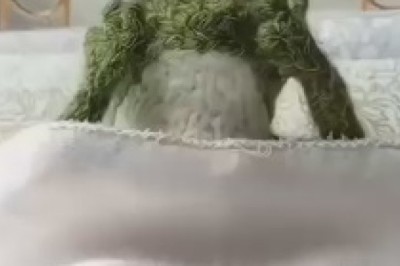 Videos Hilarious Frogs: The Ribbitting Adventure Unleashed on the Silver Screen!