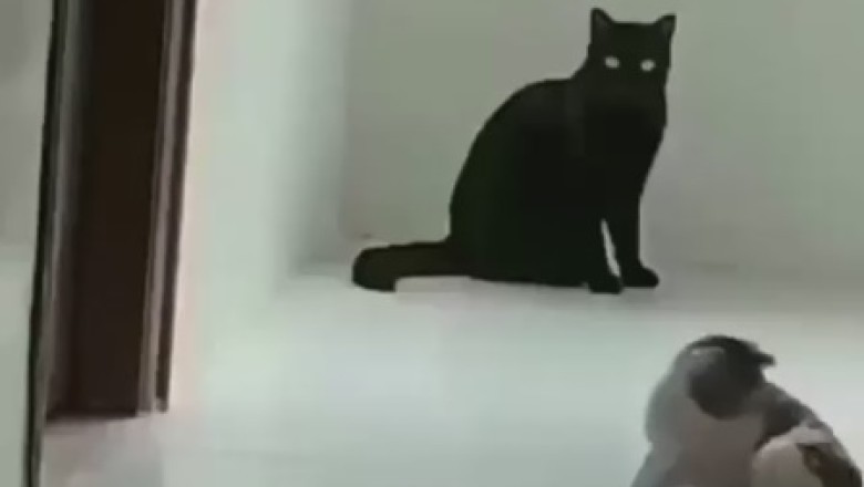 Wall Cat Chronicles: Hilarious Tale of a Cat's Unlikely Adventure!