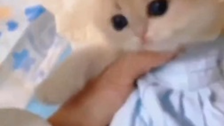 Watch This Hilarious Butterfly-Kitten Take Flight!