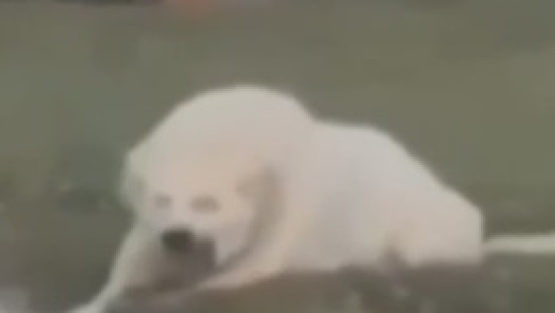 When Bark Meets Roar: The Hilarious Adventure of a Dog Who Thinks It's a Lion!