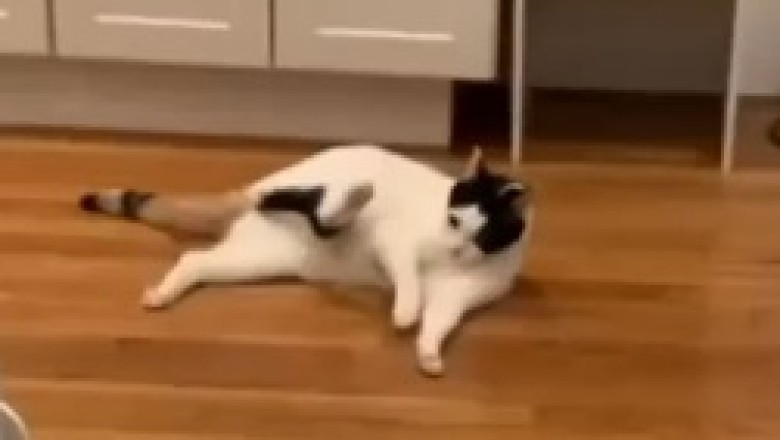 Whiskers &amp; The Gravity Glitch: A Hilarious Tale of a Cat Defying Physics and Hilariously Sticking to the Floor!