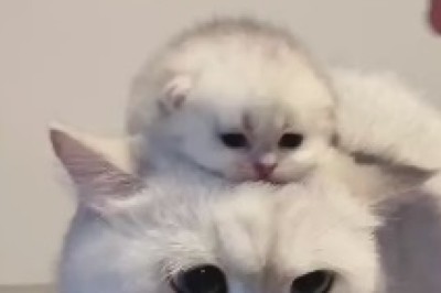 A Masterful Mama: Witness the Hilarious Journey of a Cat Carrying her Kitten on her Back!