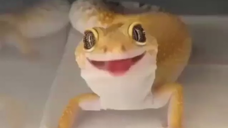 A small Lizard: A Hilariously Endearing Reptilian Adventure!