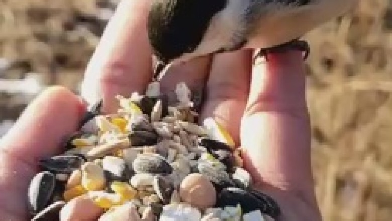 Beak-Nomenal Feeding Frenzy: Hilarious Moments of a Bird Devouring Treats from a Human Hand!