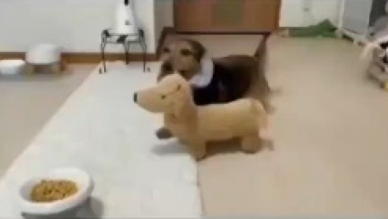 Dine, Wag, and Paw-ty: When a Dog Throws an Epic Feast for All His Fur-tastic Friends!