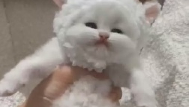 Funny Video: The Adventures of a Beautiful Small Cat