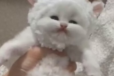 Funny Video: The Adventures of a Beautiful Small Cat